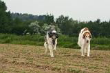 BARZOI 155